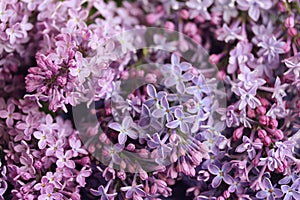 Purple lilac, selective focus. spring floral background