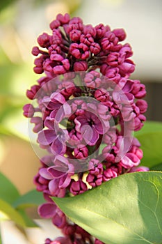 Purple Lilac Seringe blooming in Stavanger