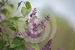 Purple lilac in spring park