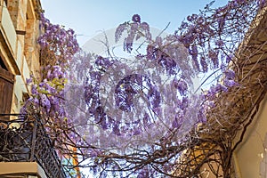 Purple lilac on the street of Chania