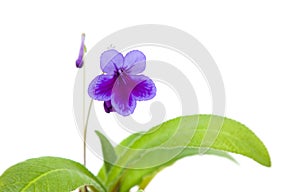 Purple-lilac Streptocarpus