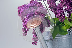 Purple lilac with tin watering can