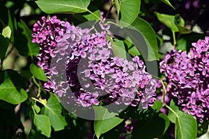 Purple lilac variety Furst Bulow flowering in a garden.