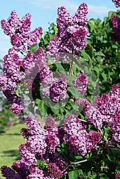 Purple lilac variety Geant des Batailles.