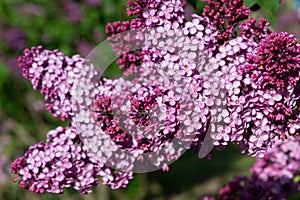 Purple lilac variety Geant des Batailles.