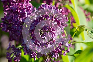 Purple lilac variety President Massart flowering in a garden.