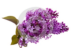 Purple lilacs photo