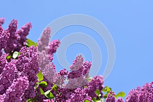 Purple lilacs against bright blue sky