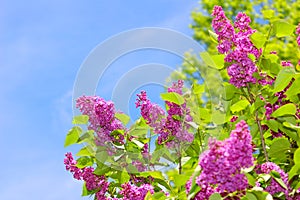 Purple Lilacs and Blue Sky photo