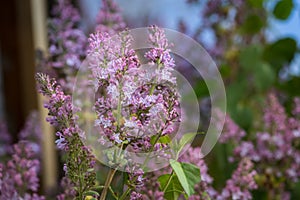 Purple Lilacs Syringa vulgaris Or Common Lilac
