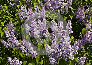 Purple lilas