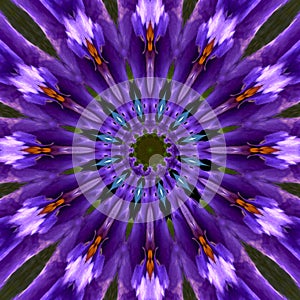 Purple lilas star mandala