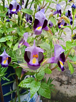 Purple lilas yellow flowers in garden