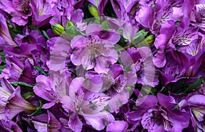 Purple lilies