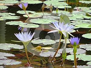 Purple lilies on the pond water green leaves
