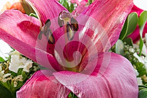 Purple Lilly extreme close-up in a flower bouquet