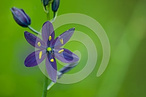 Purple Lily photo