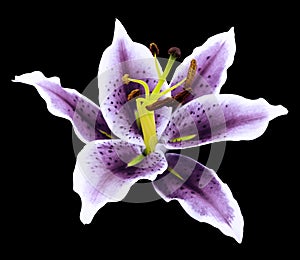 Purple lily flower on a black background isolated with clipping path. for design.