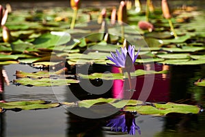 Purple lily flower growing inside the lake