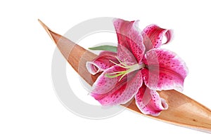 Purple lily flower set on a dried coco leaf, isola