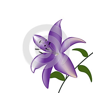 Purple lily flower on a white background