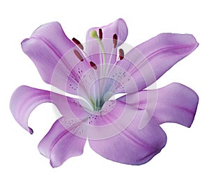 Purple lily flower on white isolated background with clipping path. Closeup. For design.