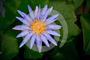 Purple lily lotus with fresh water dew and green l photo