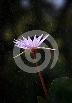 Purple lily lotus with fresh water dew and green l