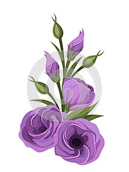 Purple lisianthus flowers. photo