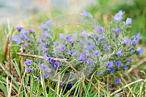 Purple little flowers