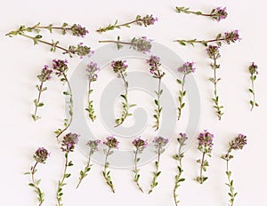 Purple little Thymus pulegioides common names lemon thyme on white background.Thymus pulegioides is a species of