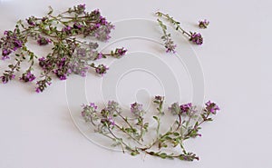 Purple little Thymus pulegioides common names lemon thyme on white background.Thymus pulegioides is a species of