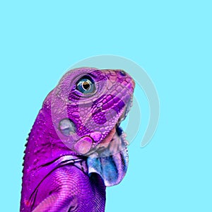 Purple lizard on a blue color background. photo