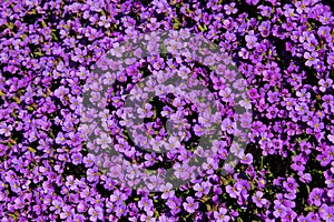Purple Lobelia Flowers photo