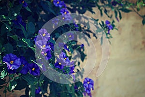 Purple Lobelia growing over a stone wall