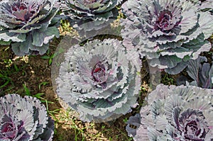 Purple Longlived Cabbage
