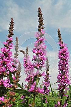 Purple Loose strife