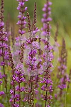 Purple loosestrife