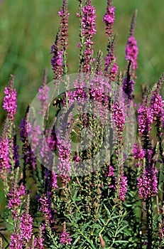 Purple Loosestrife   50768