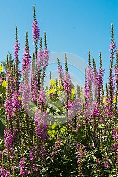 Purple Loosestrife