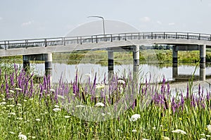 Purple loosestrife, concrete bridge
