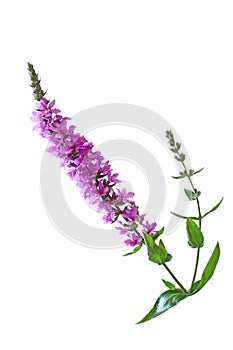 Purple Loosestrife Flower