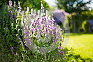 Purple loosestrife flowers blossoming in the garden on sunny summer day. Lythrum tomentosum or spiked loosestrife on a flower bed photo