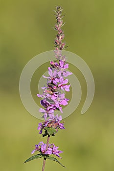 Purple Loosestrife - Lythrum salicaria