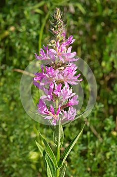 Purple Loosestrife - Lythrum salicaria