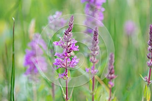 Purple loosestrife Lythrum salicaria, flowering in a marsh