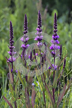 Purple loosestrife (Lythrum salicaria)