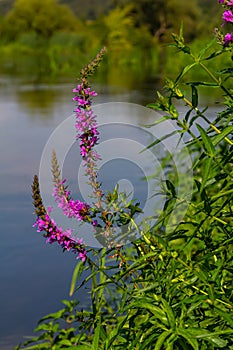 Purple loosestrife Lythrum salicaria inflorescence. Flower spike of plant in the family Lythraceae, associated with wet habitats