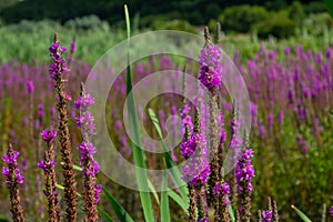 Purple loosestrife Lythrum salicaria inflorescence. Flower spike of plant in the family Lythraceae, associated with wet habitats