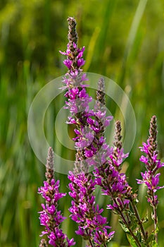 Purple loosestrife Lythrum salicaria inflorescence. Flower spike of plant in the family Lythraceae, associated with wet habitats